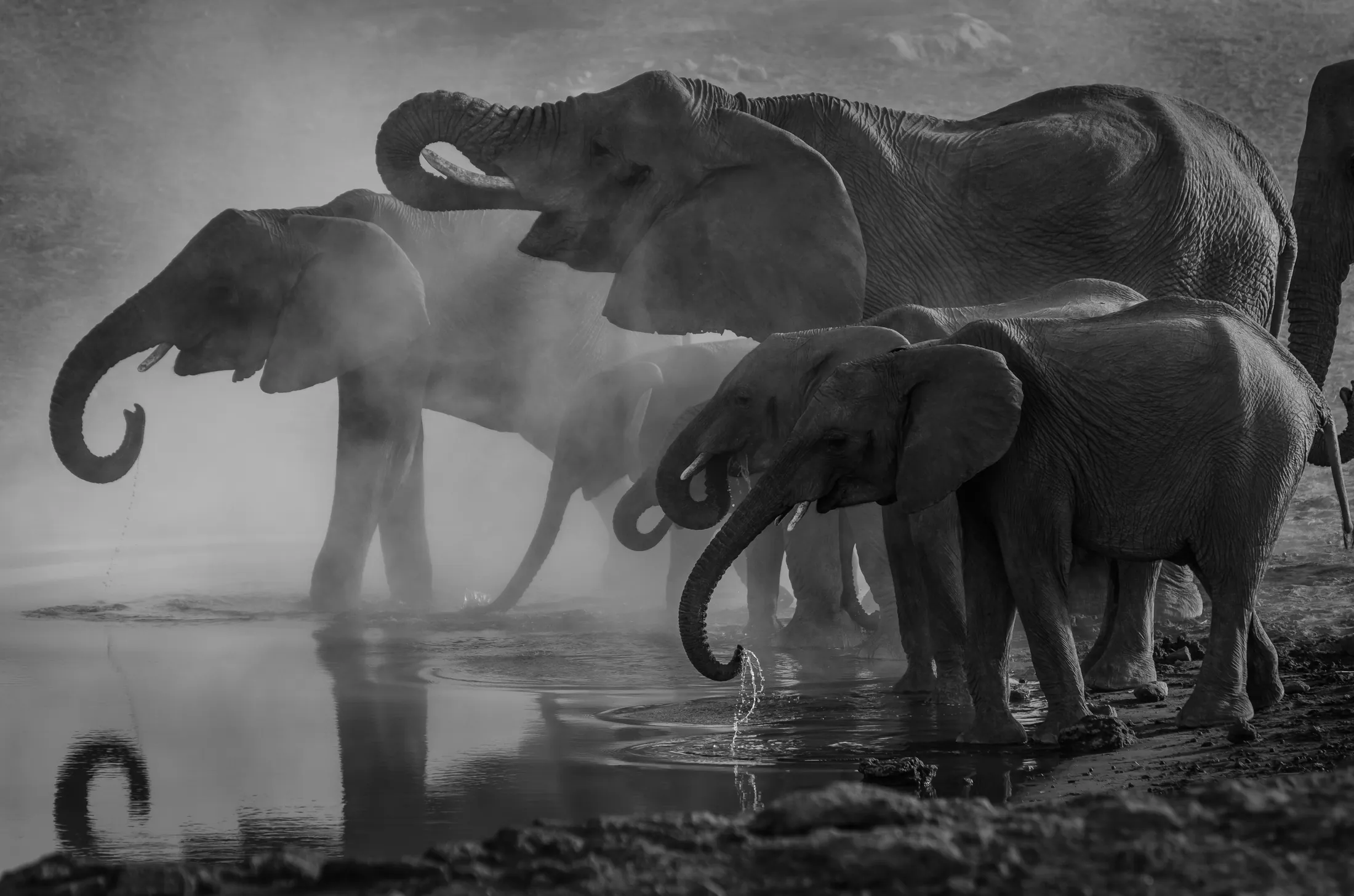 Una manada de elefantes bebiendo, en blanco y negro.